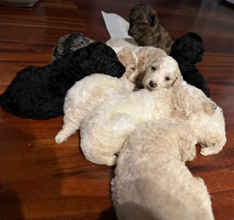 <strong>Poodle</strong> and Border Collie Mix 10 week puppies. . Craigslist standard poodle
